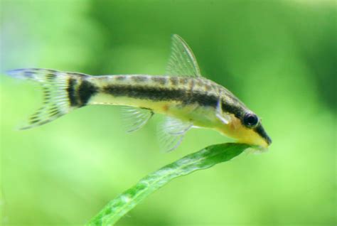ottos fish|Otocinclus Catfish 101: Food, Size, & Algae Eating Guide.